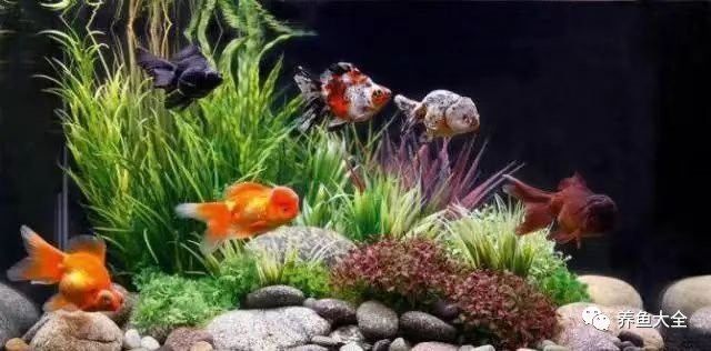 1.8米魚缸需要多大的底濾系統？