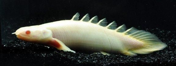 恐龍魚能活多久（恐龍魚的壽命一般多久？）