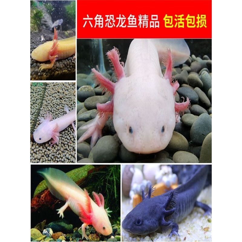 恐龍魚能活多久（恐龍魚的壽命一般多久？）