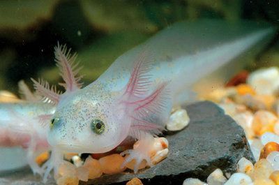 恐龍魚能活多久（恐龍魚的壽命一般多久？）