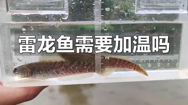 雷龍魚能冷水過冬嗎