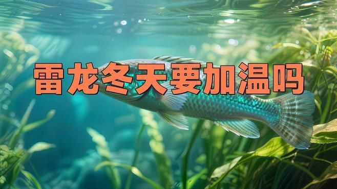 雷龍魚能冷水過冬嗎