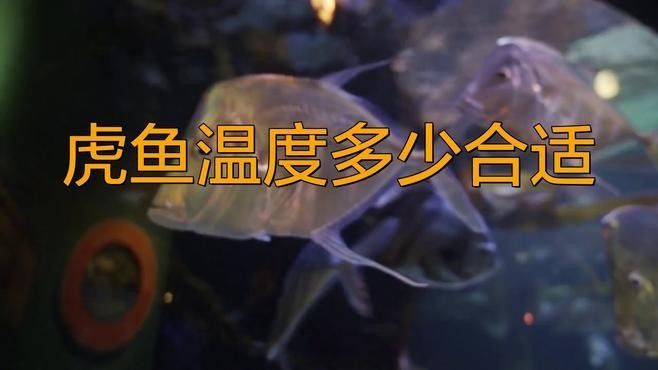 龍魚虎魚水溫多少度適合養魚