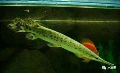 龍魚(yú)一條養(yǎng)好還是配魚(yú)（單獨(dú)飼養(yǎng)龍魚(yú)可以避免因混養(yǎng)可能引起的爭(zhēng)斗和傷害）