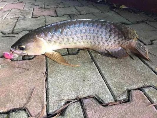 龍魚可以喂鯉魚肉嗎視頻：龍魚可以吃鯉魚肉嗎？