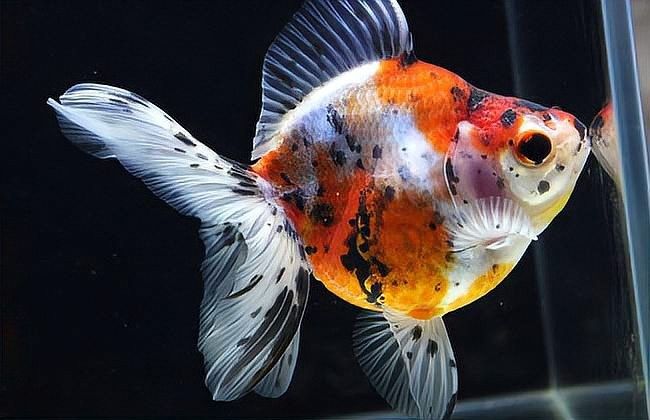 龍魚鰭感染會傳染其他魚嗎？