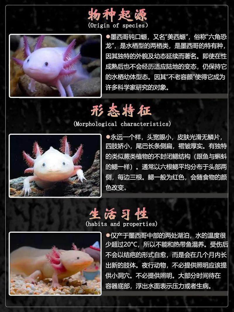 六角恐龍魚種類大全圖片
