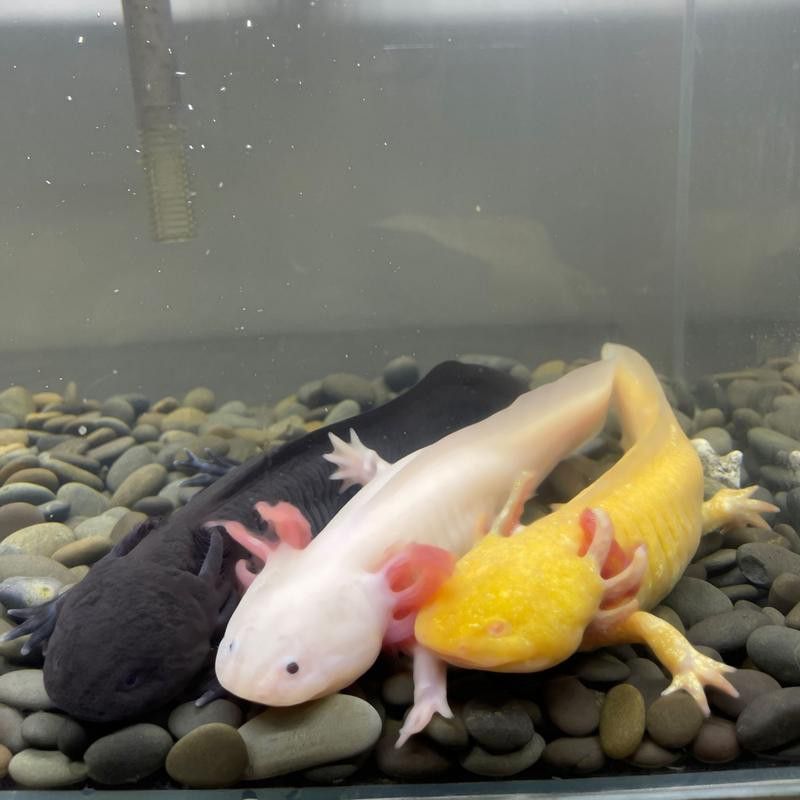 六角恐龍魚種類大全圖片