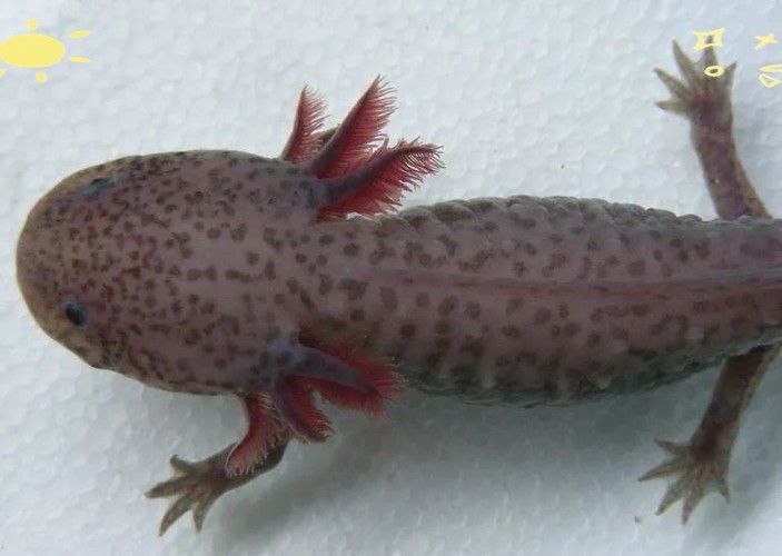 六角恐龍魚種類大全圖片