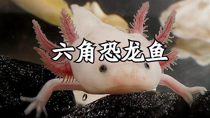 六角恐龍魚種類大全圖片