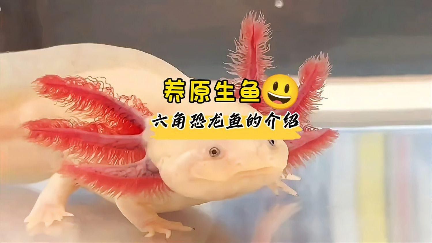 六角恐龍魚種類大全圖片