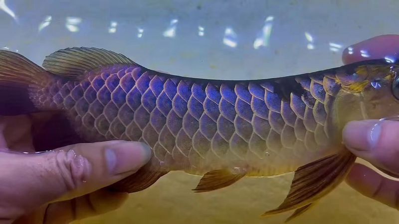 藍(lán)底過背金龍魚發(fā)色后如何護(hù)理？