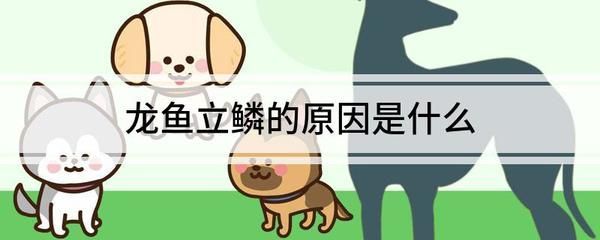 龍魚立鱗用土霉素治療的用量（使用土霉素治療龍魚立鱗病時需要注意以下幾點）