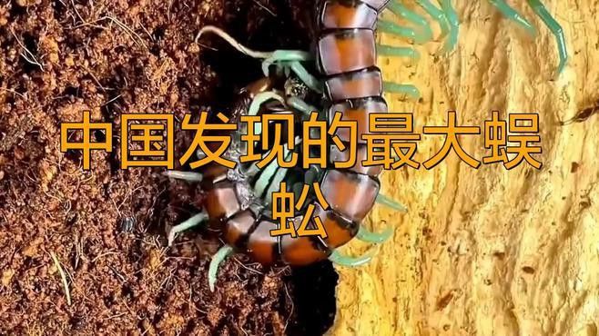 紅龍蜈蚣在哪些地區有分布？