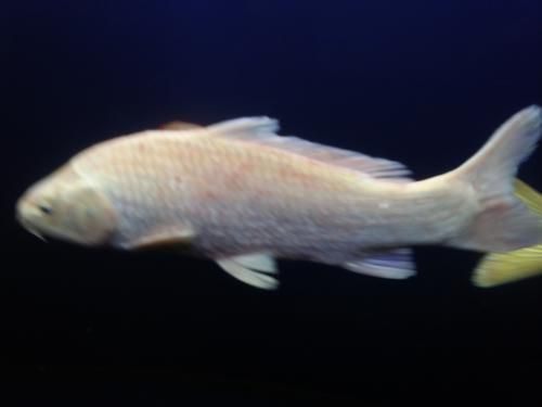 龍魚身上長白疙瘩怎么治：龍魚身上長白疙瘩怎么辦