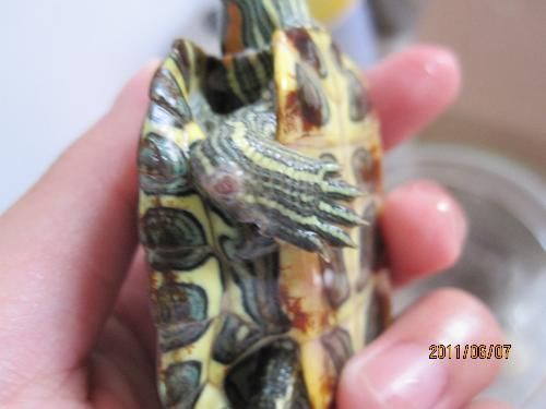 龍魚身上長白疙瘩怎么治：龍魚身上長白疙瘩怎么辦