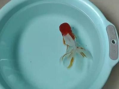 龍魚身上長白疙瘩怎么治：龍魚身上長白疙瘩怎么辦