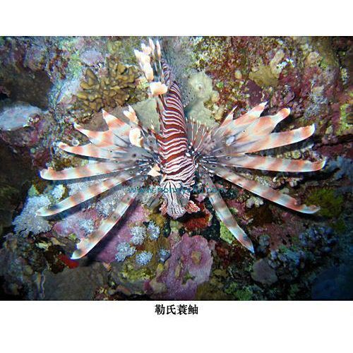 老虎魚學名