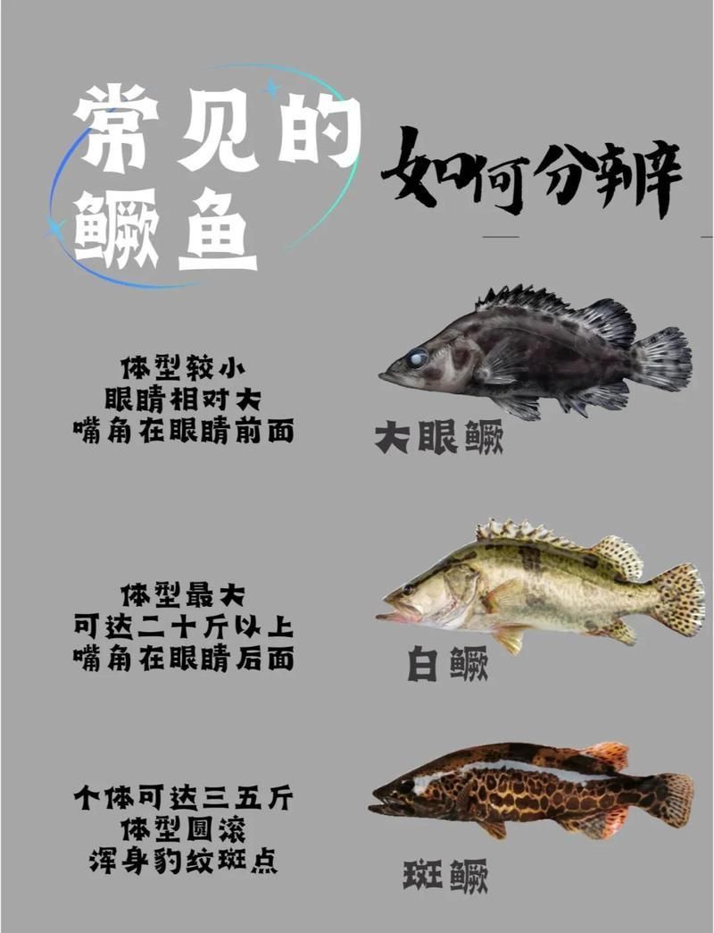 老虎魚學名