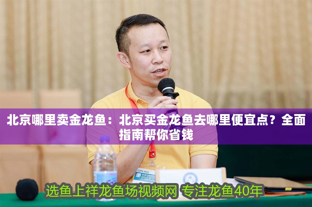 北京哪里賣金龍魚：北京買金龍魚去哪里便宜點？全面指南幫你省錢