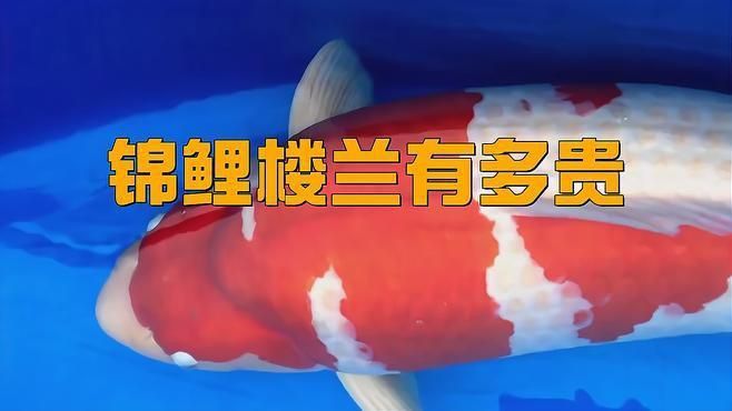 錦鯉什么品種最貴最好看