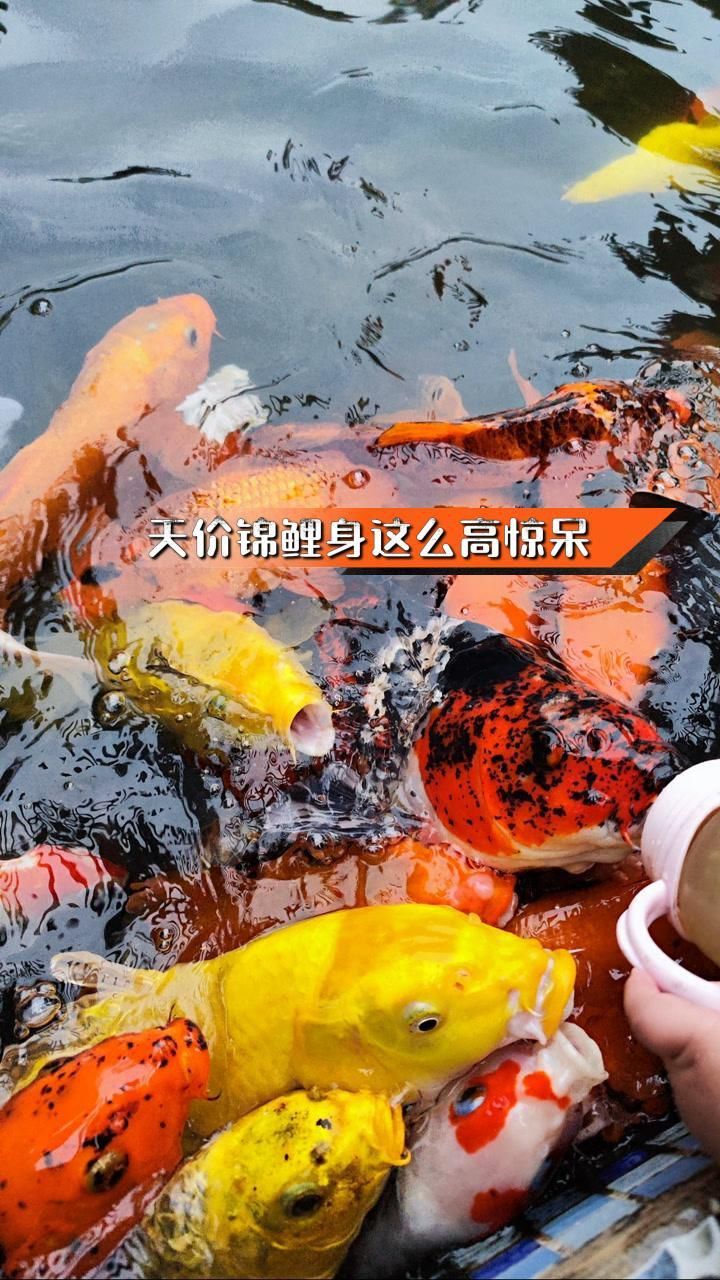 錦鯉什么品種最貴最好看