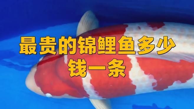 錦鯉什么品種最貴最好看