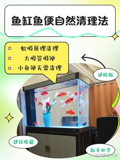 龍魚缸清潔魚
