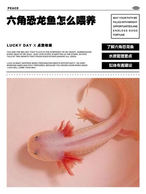 六角恐龍魚怎么養活