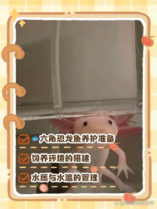 六角恐龍魚怎么養活