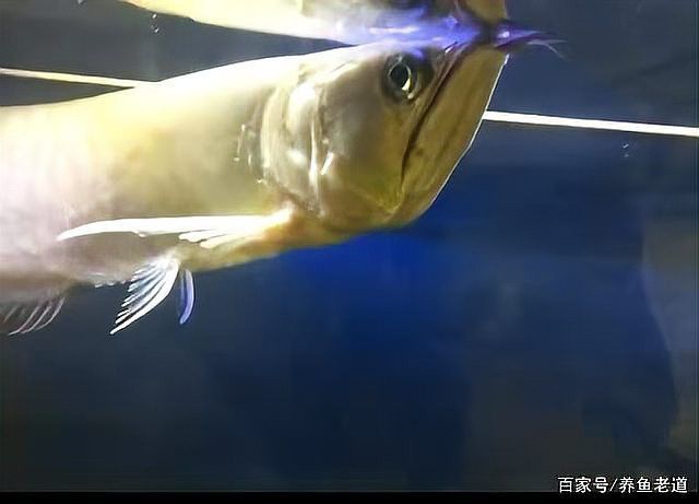 如何判斷龍魚鰓蓋是否損傷？
