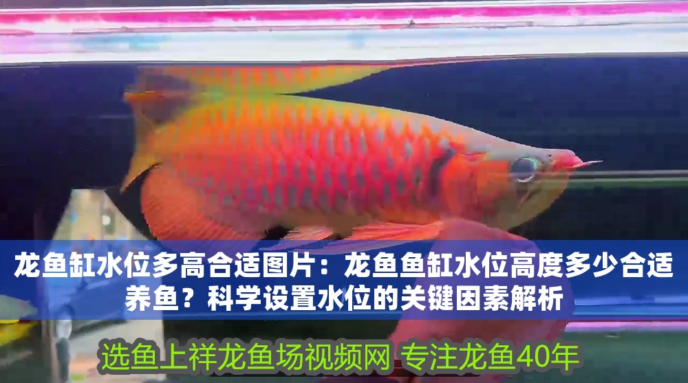 龍魚缸水位多高合適圖片：龍魚魚缸水位高度多少合適養(yǎng)魚？科學(xué)設(shè)置水位的關(guān)鍵因素解析