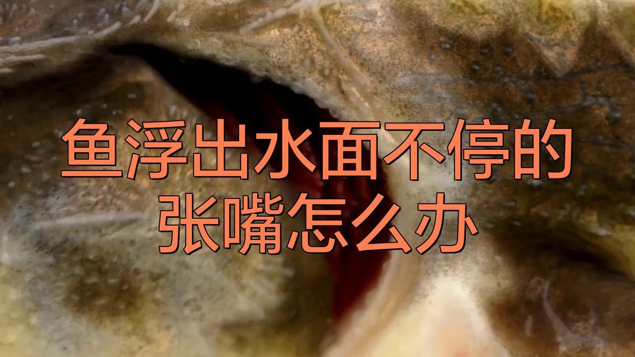 金龍魚張嘴甩頭是怎么回事兒