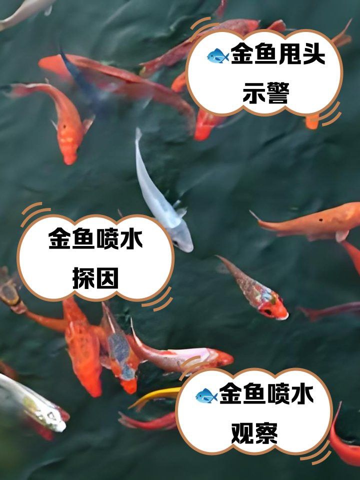 金龍魚張嘴甩頭是怎么回事兒