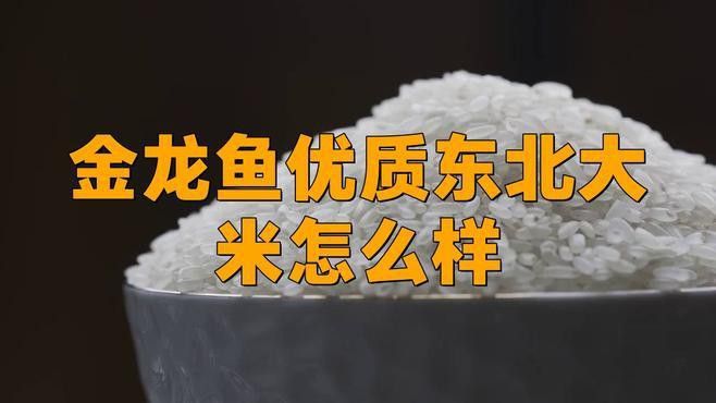 金龍魚4kg的米多錢