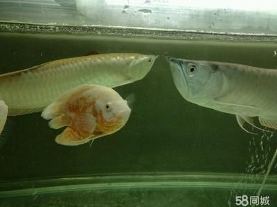 養龍魚的魚缸里能放清道夫嗎