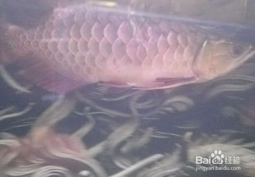龍魚怕人是怎么回事：龍魚為什么怕人