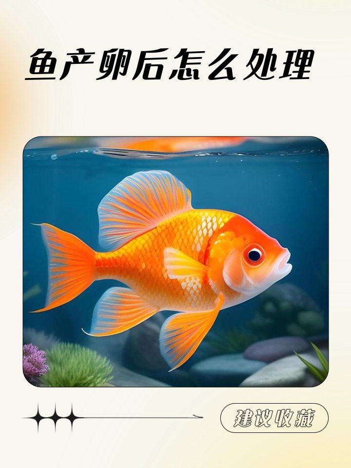 大湖紅龍繁殖后如何護理？