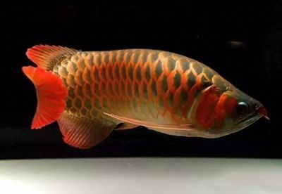 龍魚后背浮出水面的原因及解決方法（龍魚后背浮出水面可能是由多種因素引起的）