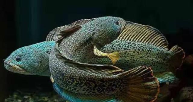 黃金眼鏡蛇雷龍魚養(yǎng)殖（養(yǎng)殖黃金眼鏡蛇雷龍魚需要注意什么？）