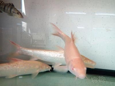 白子招財龍魚百度百科（白子招財龍魚吃什么食）