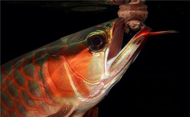 龍魚突然不吃食和雨天有關(guān)系嗎：龍魚突然不吃食與雨天有關(guān)系，可能會影響龍魚的情緒