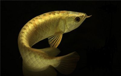 龍魚突然不吃食和雨天有關(guān)系嗎：龍魚突然不吃食與雨天有關(guān)系，可能會影響龍魚的情緒