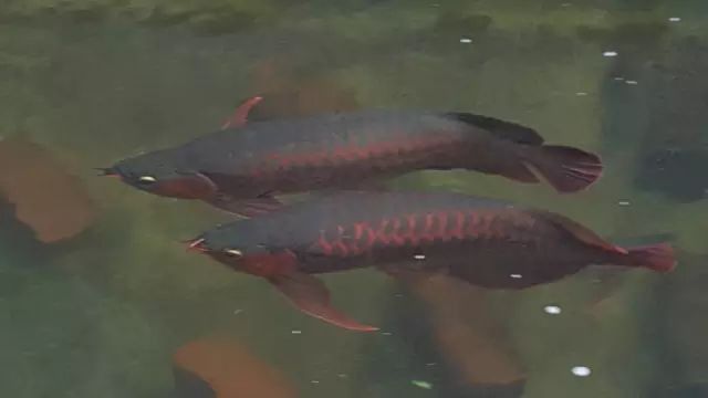 紅龍魚歪著身體游泳怎么辦