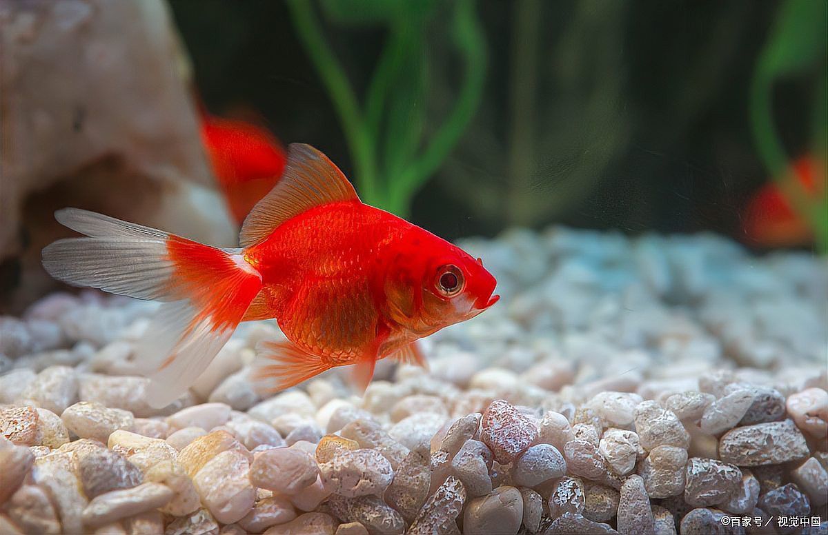 紅龍魚歪著身體游泳怎么辦