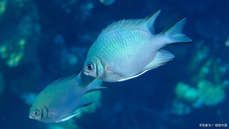 龍魚停食多久會餓死？