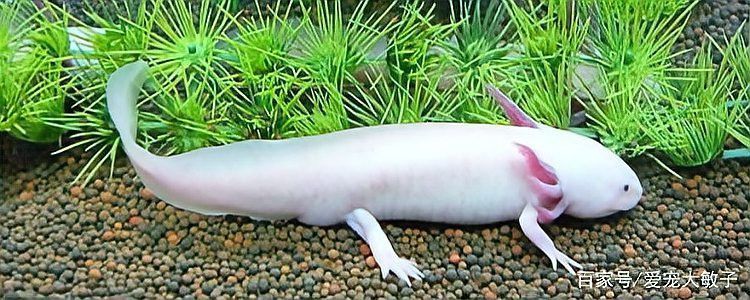 恐龍魚幾天不喂會餓死么