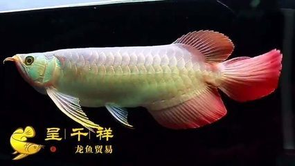 龍魚(yú)翹頭游是怎么回事？：如何培養(yǎng)龍魚(yú)翹頭游的特性