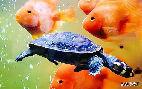 草金魚和龍龜混養可以嗎？
