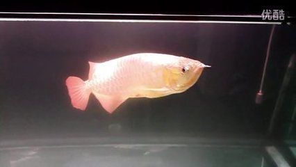 龍魚怎么叫